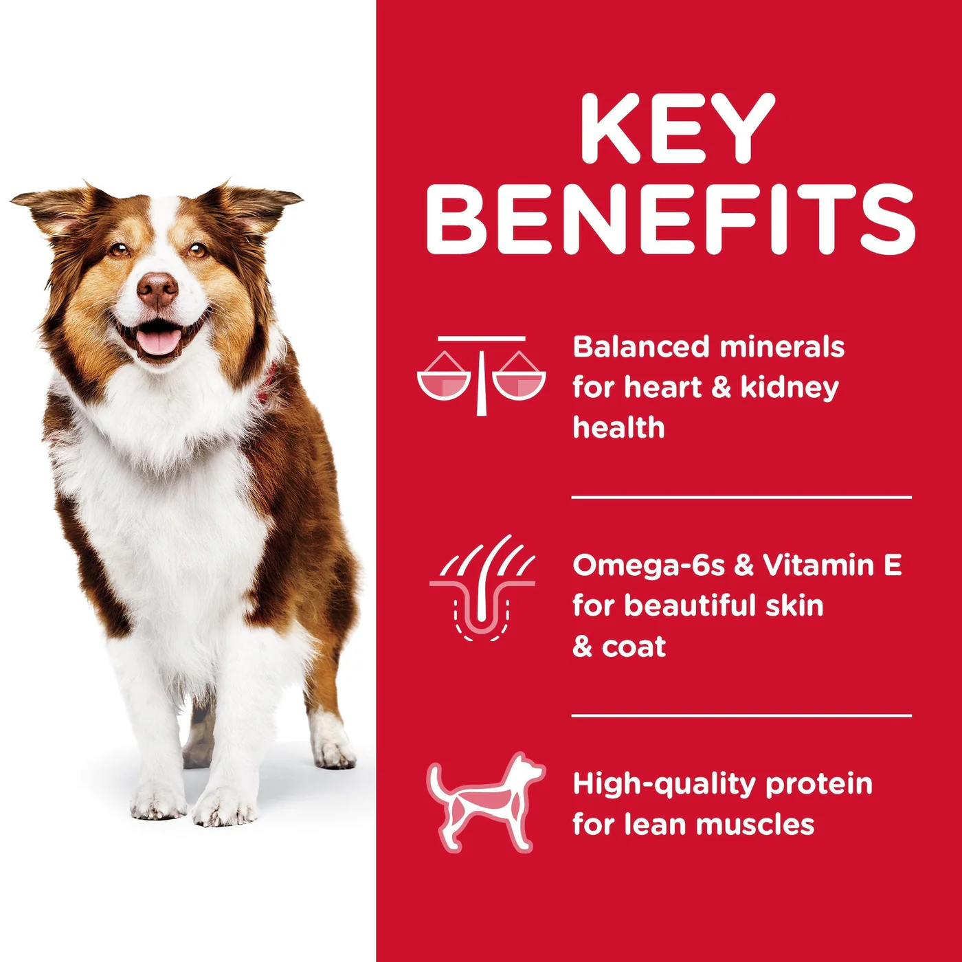 Hills Science Diet Senior Adult 7+ Dry Dog Food 12kg - Image 8