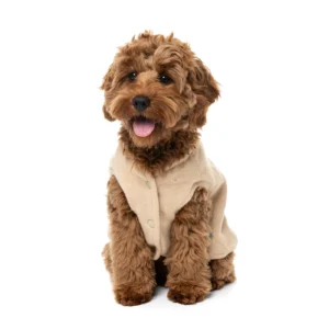 SKU: 9345719121488 FuzzYard Dog Apparel Knit Pullover Beige Size 4