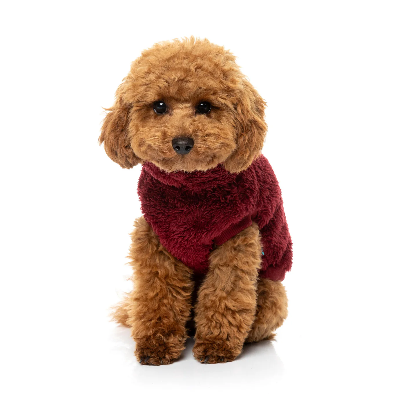 FuzzYard Dog Apparel Turtle Teddy 26 Sweater Maroon Size 7 - Image 4
