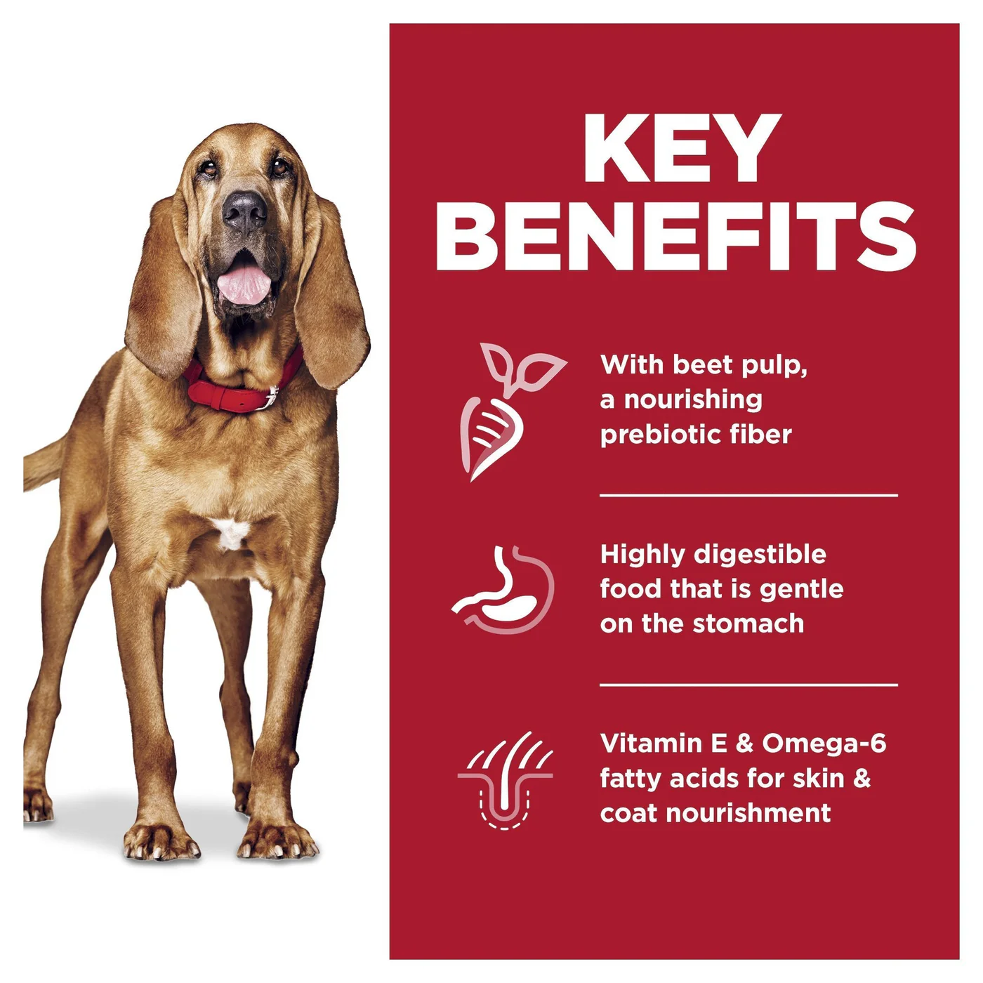 Hills Science Diet Sensitive Stomach and Skin Large Breed Chicken Dry Dog Food 13.6kg - Image 8