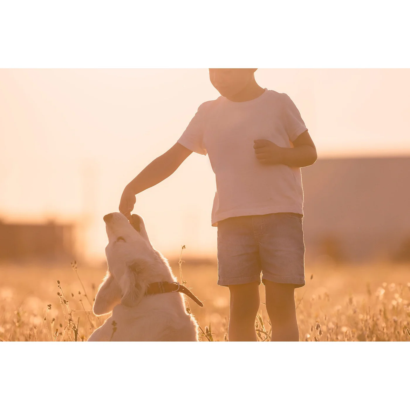 Meals for Mutts Grain Free Bacon and Eggs Dry Dog Food 14kg - Image 2