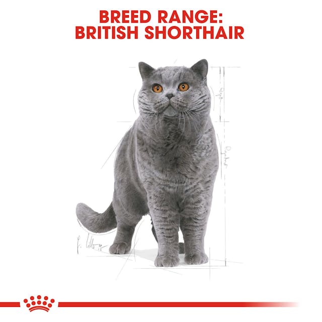 Royal Canin Cat British Shorthair Adult Dry Food 4kg - Image 3