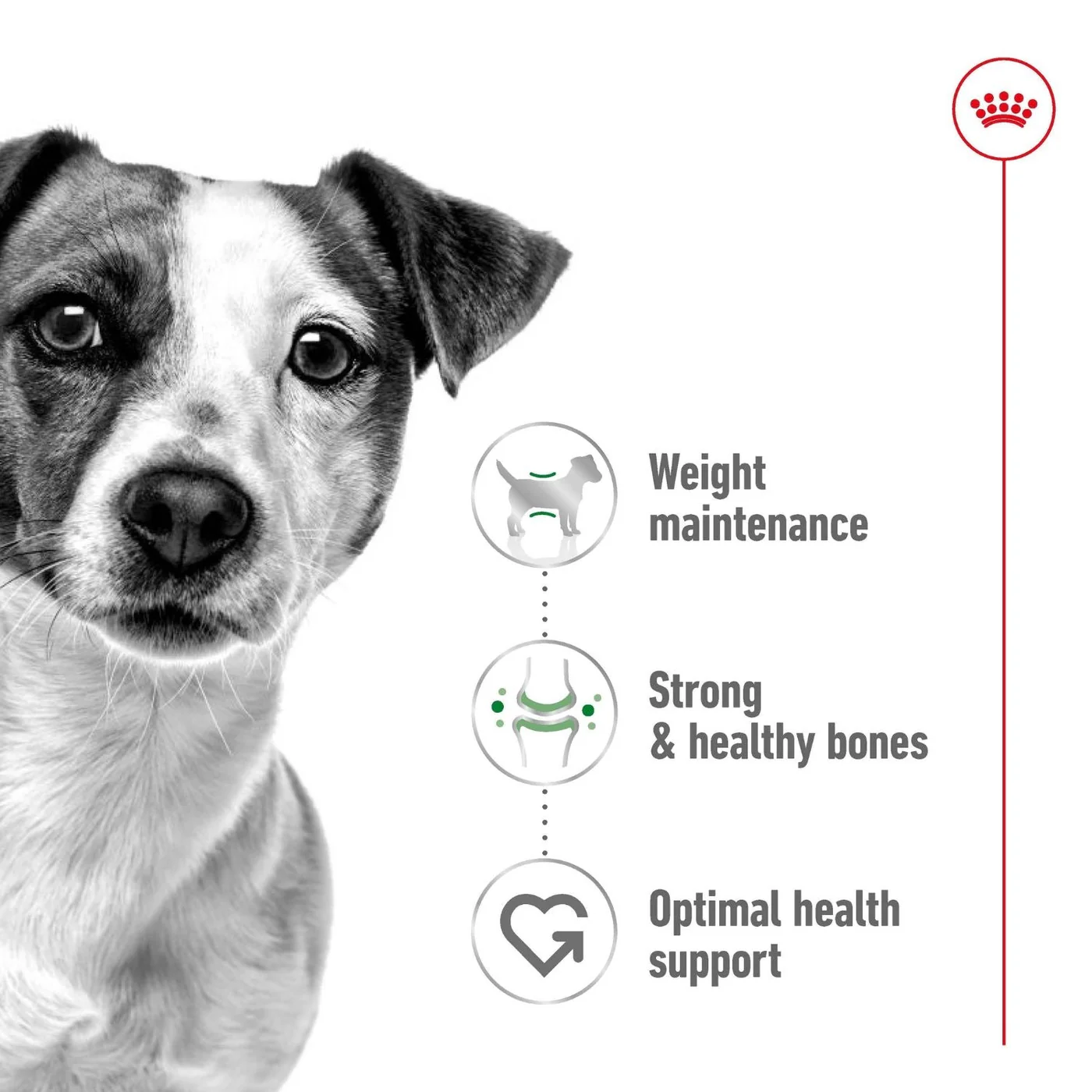 Royal Canin Dog Mini Adult Dry Food 800g - Image 3