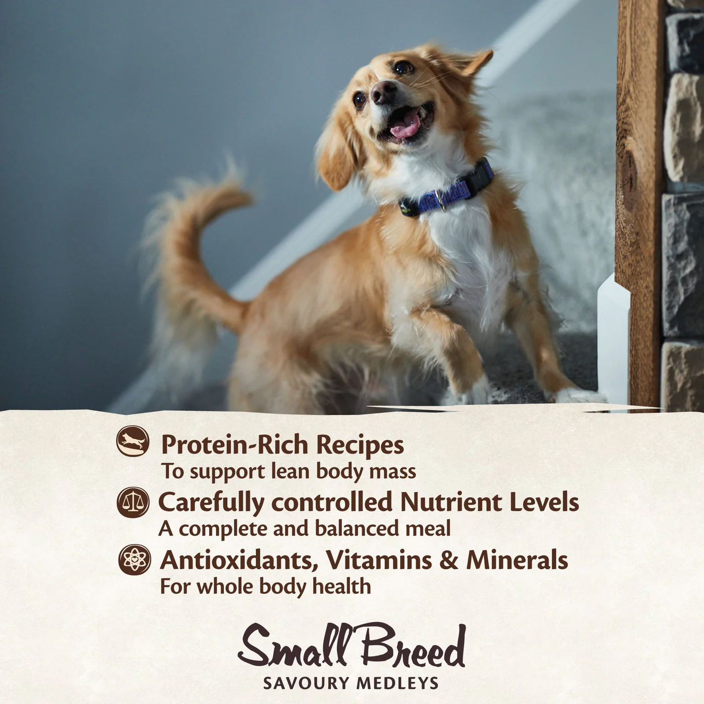 Wellness CORE Savoury Medleys Chicken Duck Peas and Carrots Wet Small Dog Food 85g - Image 2