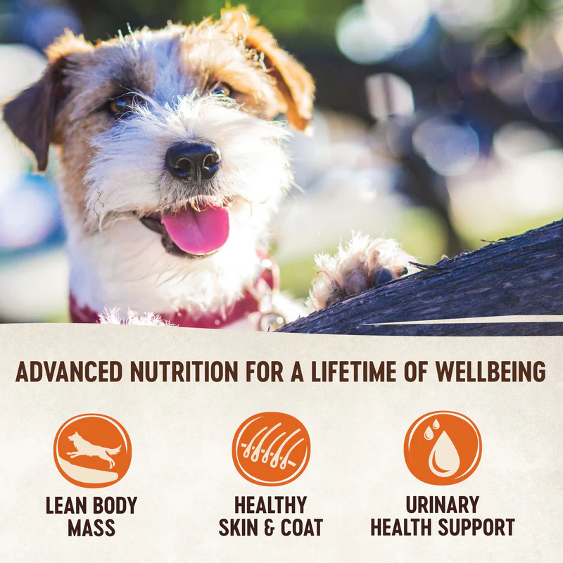 Wellness CORE Simply Shreds Shredded Chicken Salmon and Pumpkin Wet Dog Food 79g - Image 4