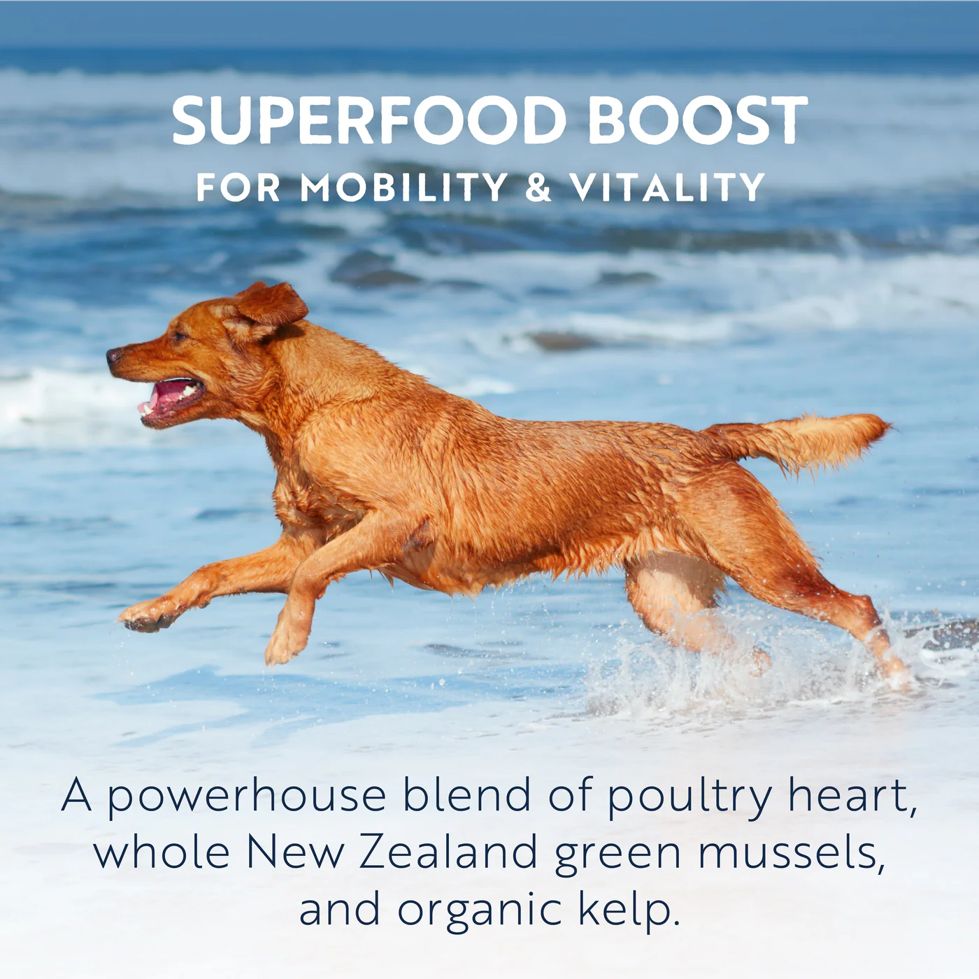 ZIWI Peak Air Dried Chicken Recipe Dog Food 1kg - Image 3